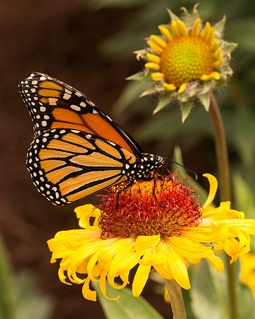 Monarch & Sunflower, Chatfield State Park