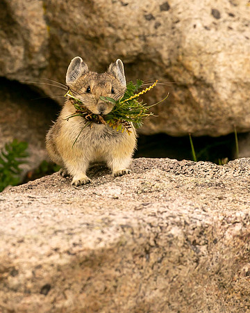 Little Pika gathering food for the winter.  Mt Blue Sky CO