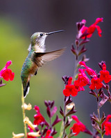 Broad-Tailed Hummingbird, Parker CO