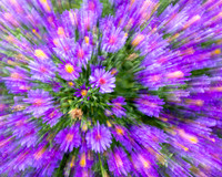 Aster, 'motion macro'