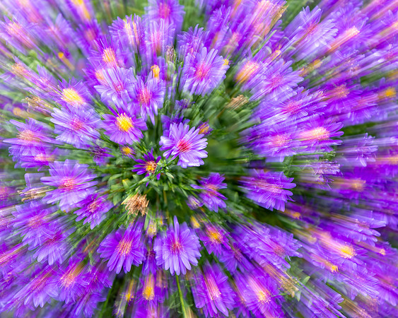 Aster, 'motion macro'