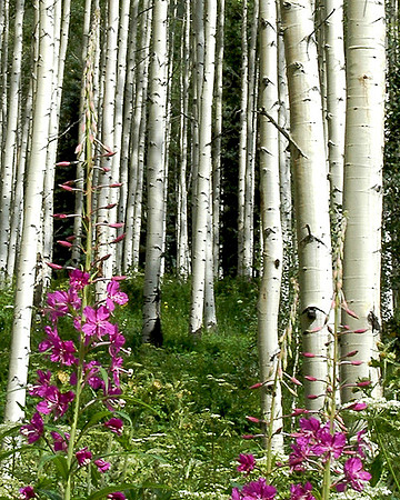 Aspens and Fireweed near Ashcroft CO