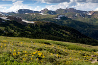 Sunflowers in evening light, Loveland Pass