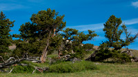 Bristlecone Pines, near Monarch Pass, CO