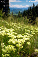 Cowslip near Rabbit Ear Pass, CO
