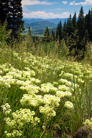 Cowslip near Rabbit Ear Pass, CO