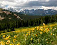 Sunflowers on Boreas Pass, Breckenridge CO