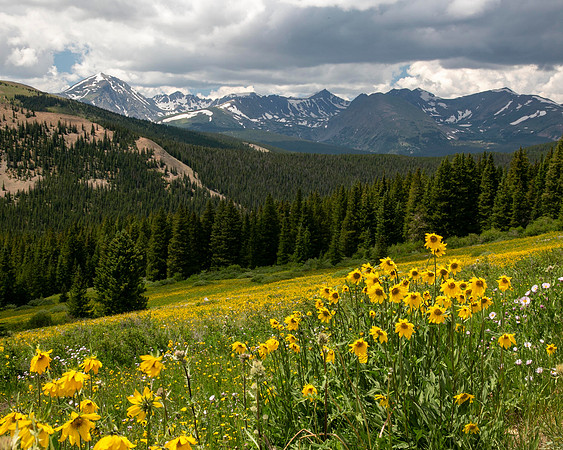 Sunflowers on Boreas Pass, Breckenridge CO