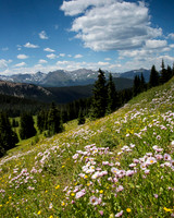 Boreas Pass Wildflowers