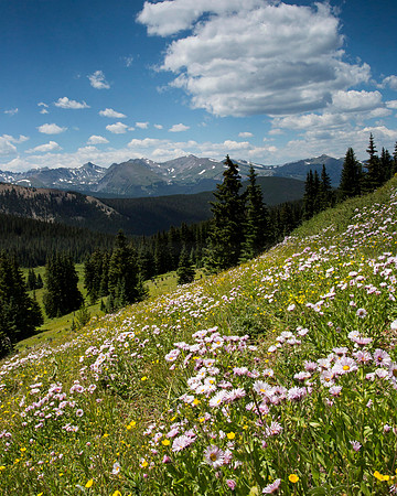 Boreas Pass Wildflowers