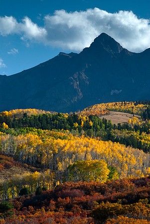 Aspens and Oaks, Dallas Divide, CO