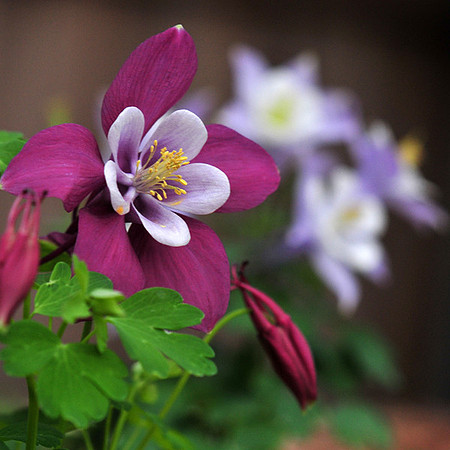 Columbines, Allen TX