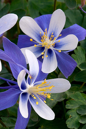 Columbine, Colorado State Flower