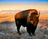 Early morning Bison, Rocky Mountain Arsenal, CO