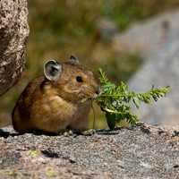 Pika and greens, Mt Evans CO
