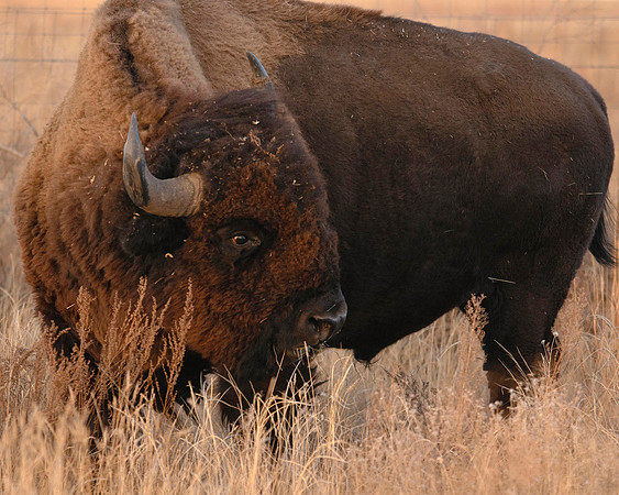 Bison, Rocky Mountain Arsenal, Denver CO