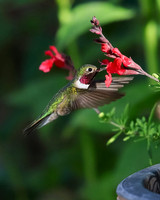 Hummingbirds
