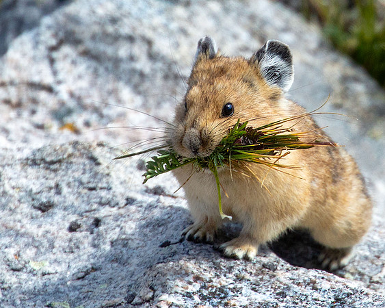 Pika Brunch!, Mt Blue Sky CO