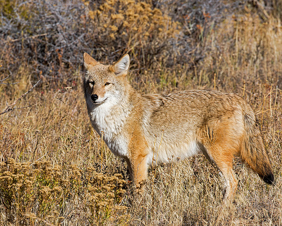 Coyote, early morning hunt, RMNP CO