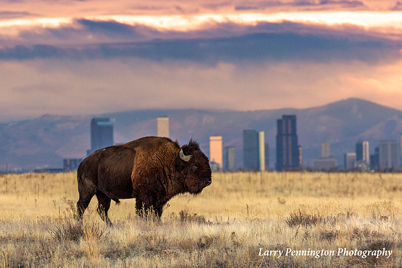 Bison, Rocky Mountain Arsenal, Denver CO
