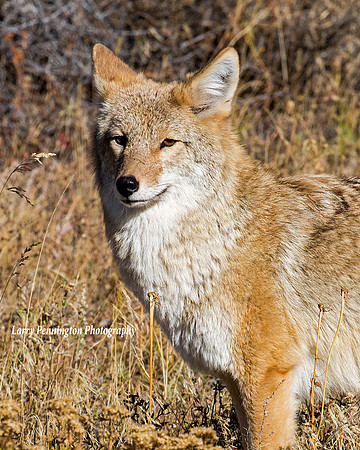 Coyote, Rocky Mountain National Park, CO