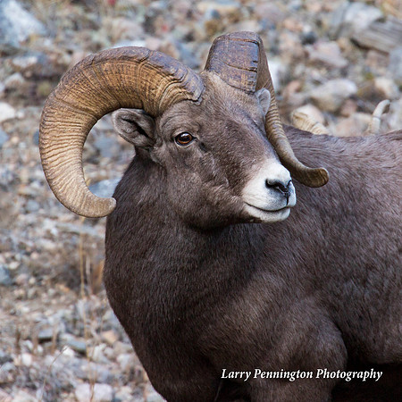 Big Horn Sheep, near Georgetown, CO