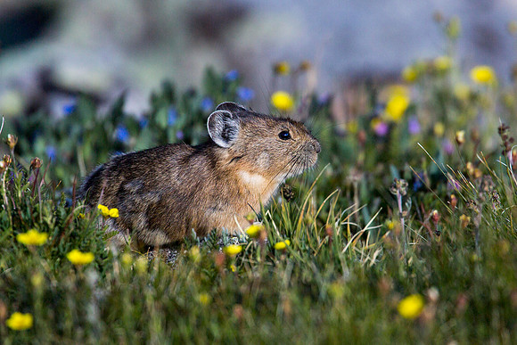 Pika and Summer Flowers, Mt. Blue Sky CO