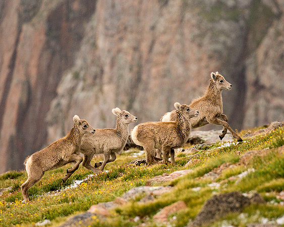 Big Horn sheep lambs, RMNP CP