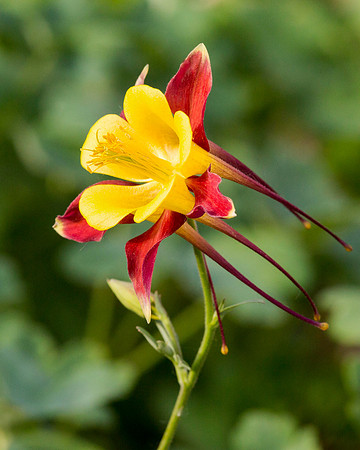 Hybrid red Columbine, Parker CO