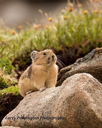 Pika in the alpine summer, Mt Blue Sky, CO