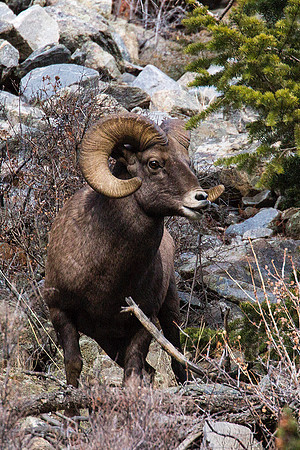 Ram overlooking his domain< CO