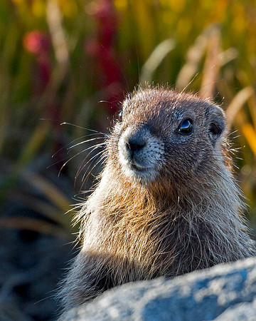Curious juvenile Marmot, Mt Evans, CO