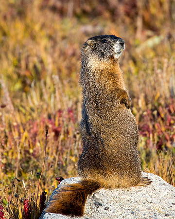 Watchful marmot, Mt Evans, CO