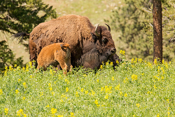 Bison nursing calf, Evergreen CO