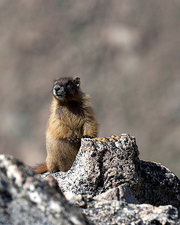 Marmot, on the watch, Trail Ridge Road, RMNP CO