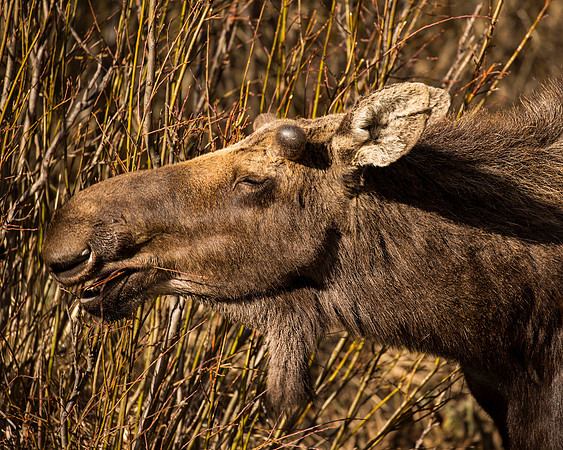 Juvenile moose, browsing on willows, RMNP