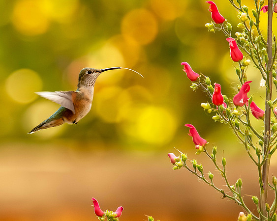 A sipping hummingbird, Parker CO