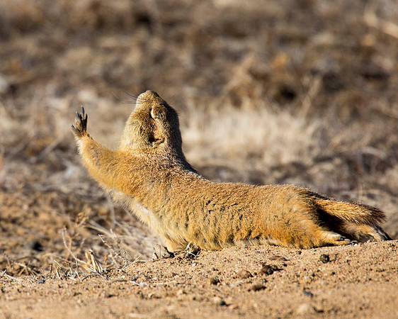 Prairie Dog, in Yoga pose? RMA CO