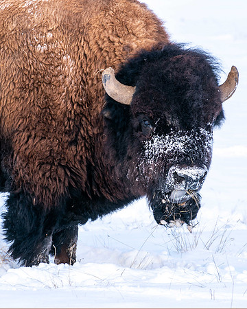 Bison winter moustache, Rocky Mountain Arsenal, CO