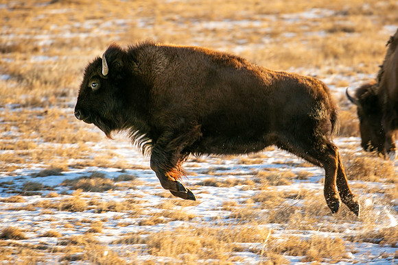 "Red Dog" on the run, Rocky Mountain Arsenal, CO