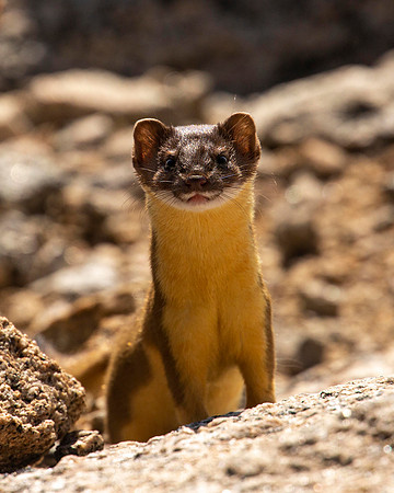 Young weasel hunting Pika, Mt Evans CO