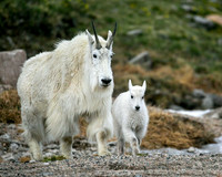 Mom and Lamb, Mt Blue Sky, CO