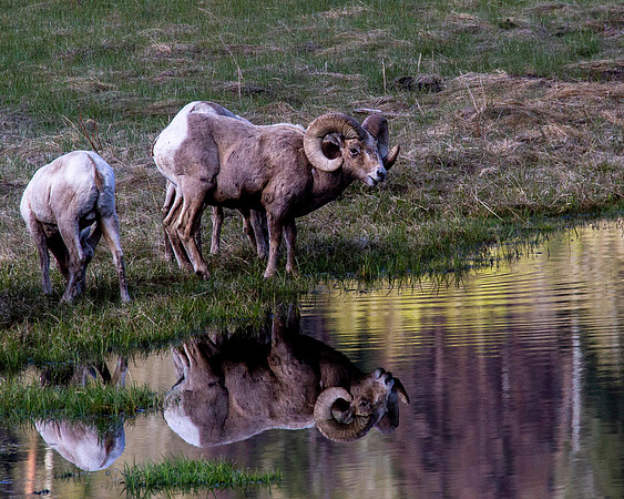 Big Horn Sheep, RMNP CO