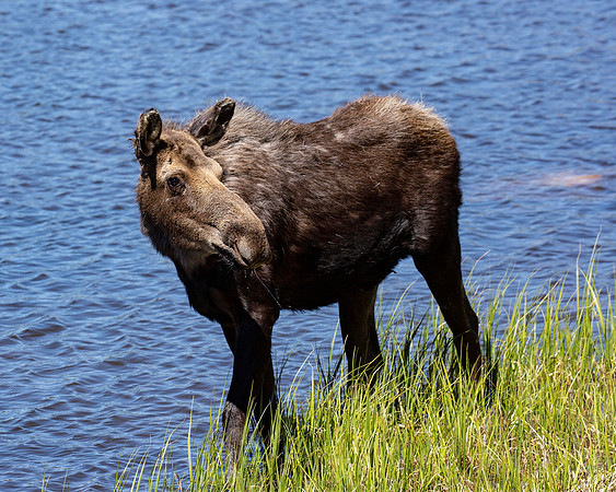 Moose Cow, Sprague Lake CO