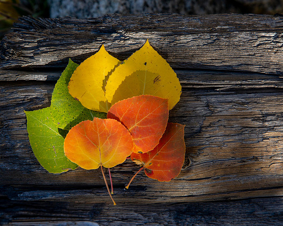 Aspen Pallette, RMNP CO