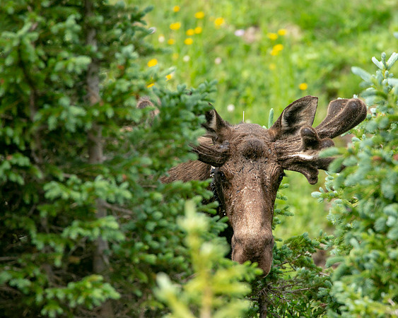 Moose, hide & seek. RMNP