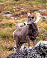 Big Horn Ram, Mt Blue Sky, CO