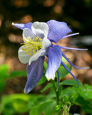 Blue Columbine, Parker, CO