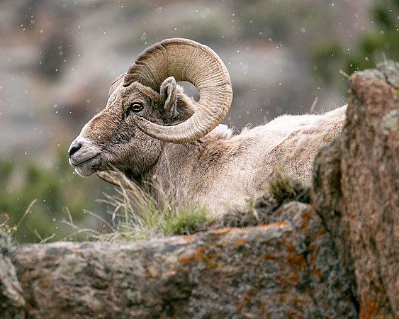 Craggy Big Horn Sheep, RMNP