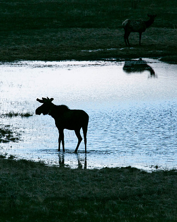 Twilight Moose, Sheep Lakes, RMNP